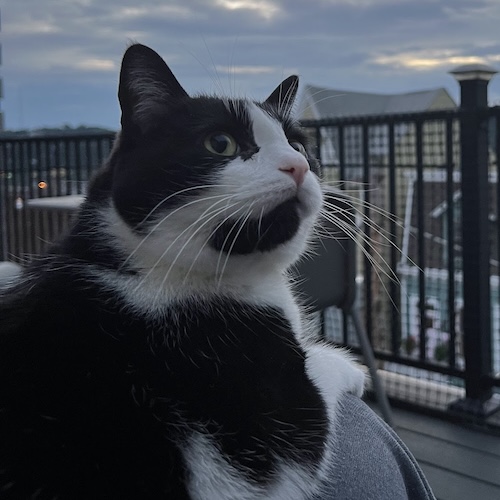 Black and white cat